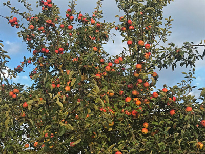 Apfelbaum