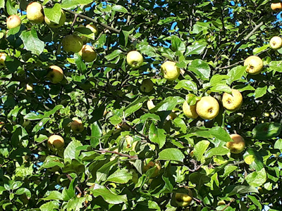 Apfelbaum